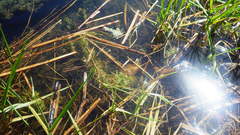 Hippuris vulgaris