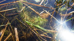 Hippuris vulgaris