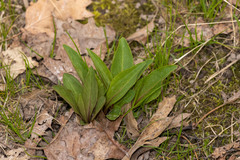 Primula meadia