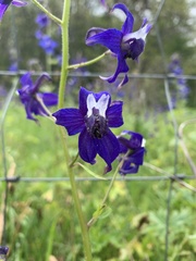 Delphinium trolliifolium