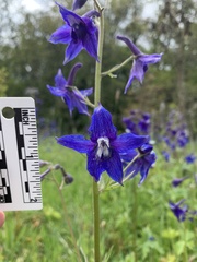 Delphinium trolliifolium
