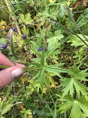 Delphinium trolliifolium