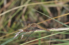 Erythrodiplax atroterminata