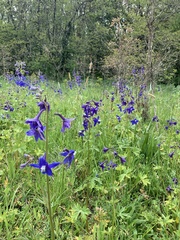 Delphinium trolliifolium