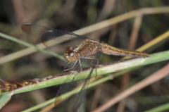 Erythrodiplax atroterminata