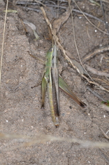 Staurorhectus longicornis