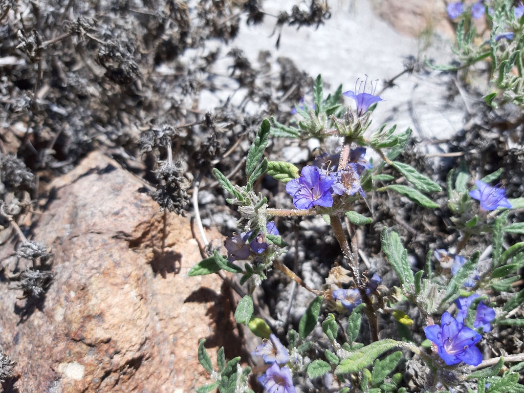 Tiquilia grandiflora