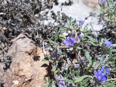 Tiquilia grandiflora