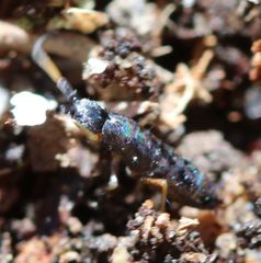 Pogonognathellus nigritus