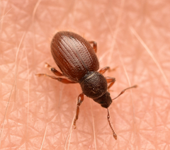 Barypeithes pellucidus