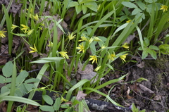 Gagea lutea