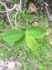 Dirca palustris