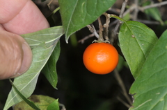 Solanum stuckertii