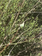 Callophrys dumetorum