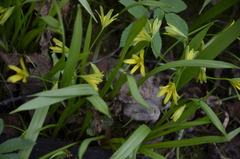 Gagea lutea