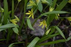 Gagea lutea