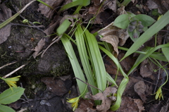 Gagea lutea