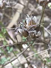 Cordylanthus rigidus setigerus