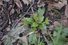 Ajuga reptans