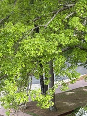 Quercus