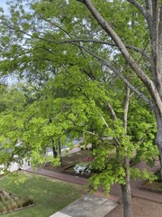 Quercus