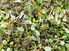 Alchemilla diplophylla