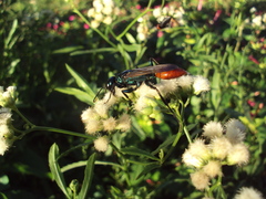 Chlorion hemipyrrhum