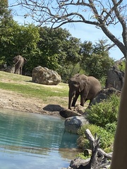 Elephantidae