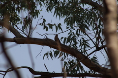 Melanerpes uropygialis