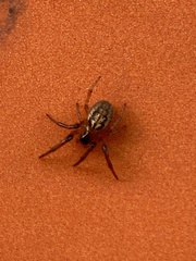 Araneae