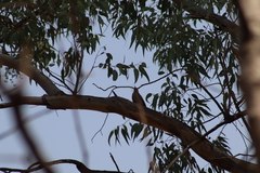 Melanerpes uropygialis