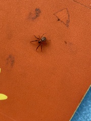 Araneae