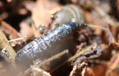 Pogonognathellus nigritus