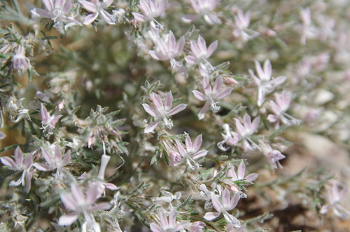 Image of Dayia havardii by (c) Eric Knight, some rights reserved (CC BY)