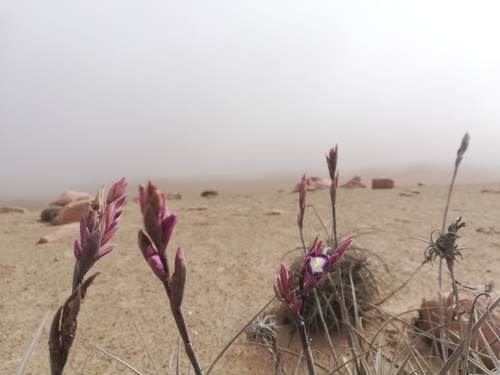 Tillandsia purpurea (Tillandsia purpurea)