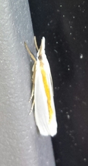 Crambus girardellus