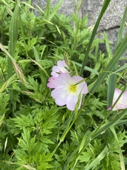 Oenothera speciosa