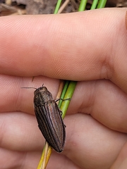 Buprestis striata