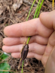 Buprestis striata