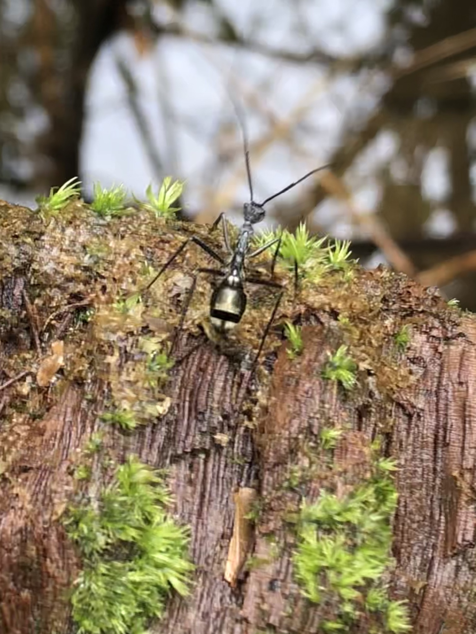 Dolichoderus rugosus