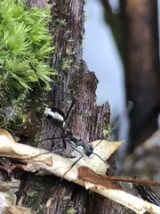 Dolichoderus rugosus