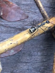 Dolichoderus rugosus