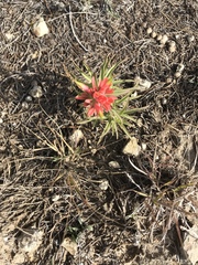 Castilleja lindheimeri