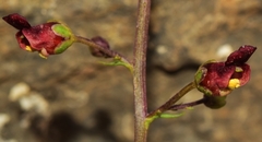 Scrophularia tanacetifolia