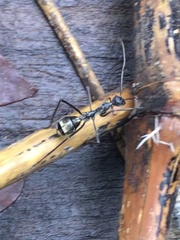 Dolichoderus rugosus