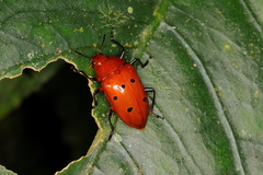 Iphiclus sexpunctatus