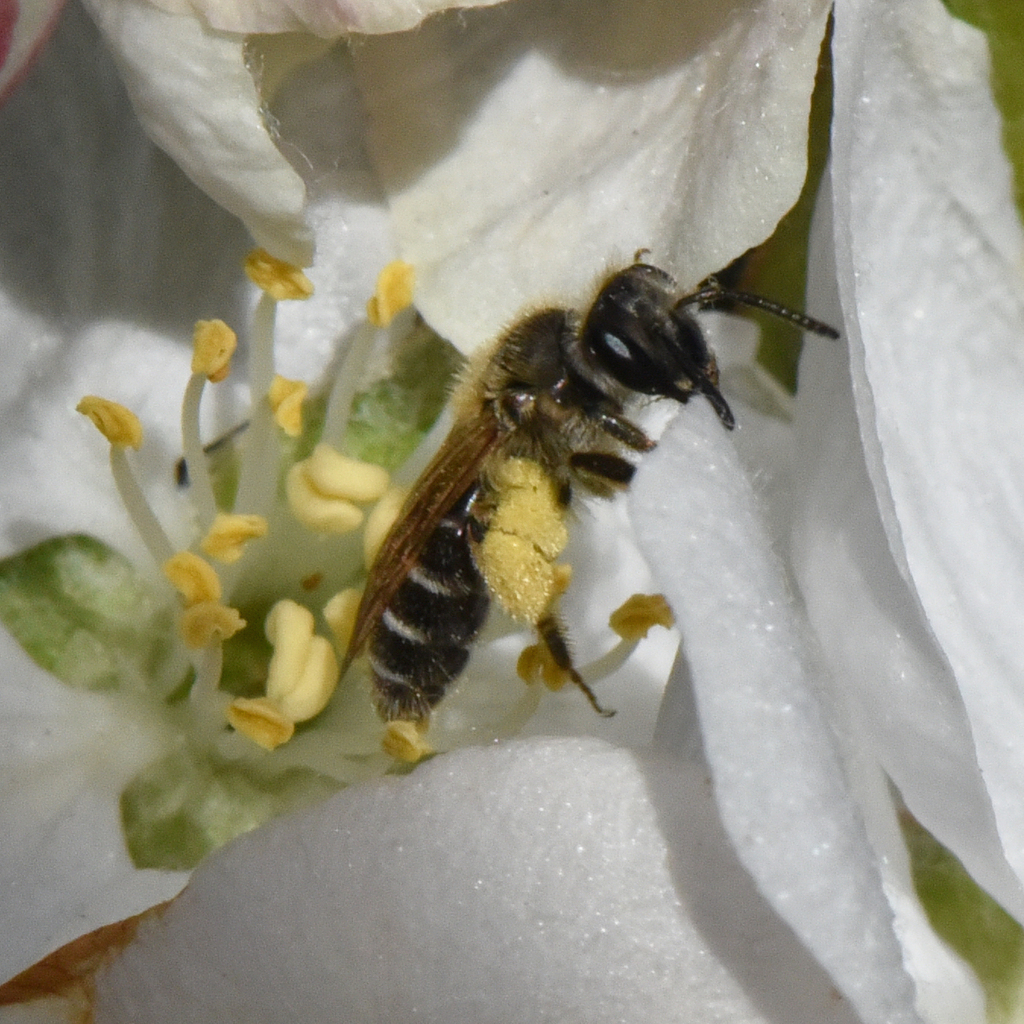 Mining Bees from North Judson, IN 46366, USA on April 26, 2021 at 0520