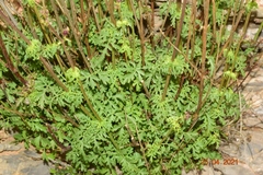 Scrophularia tanacetifolia