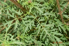 Scrophularia tanacetifolia