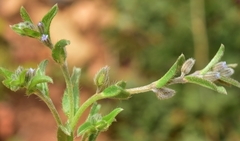 Rochelia disperma